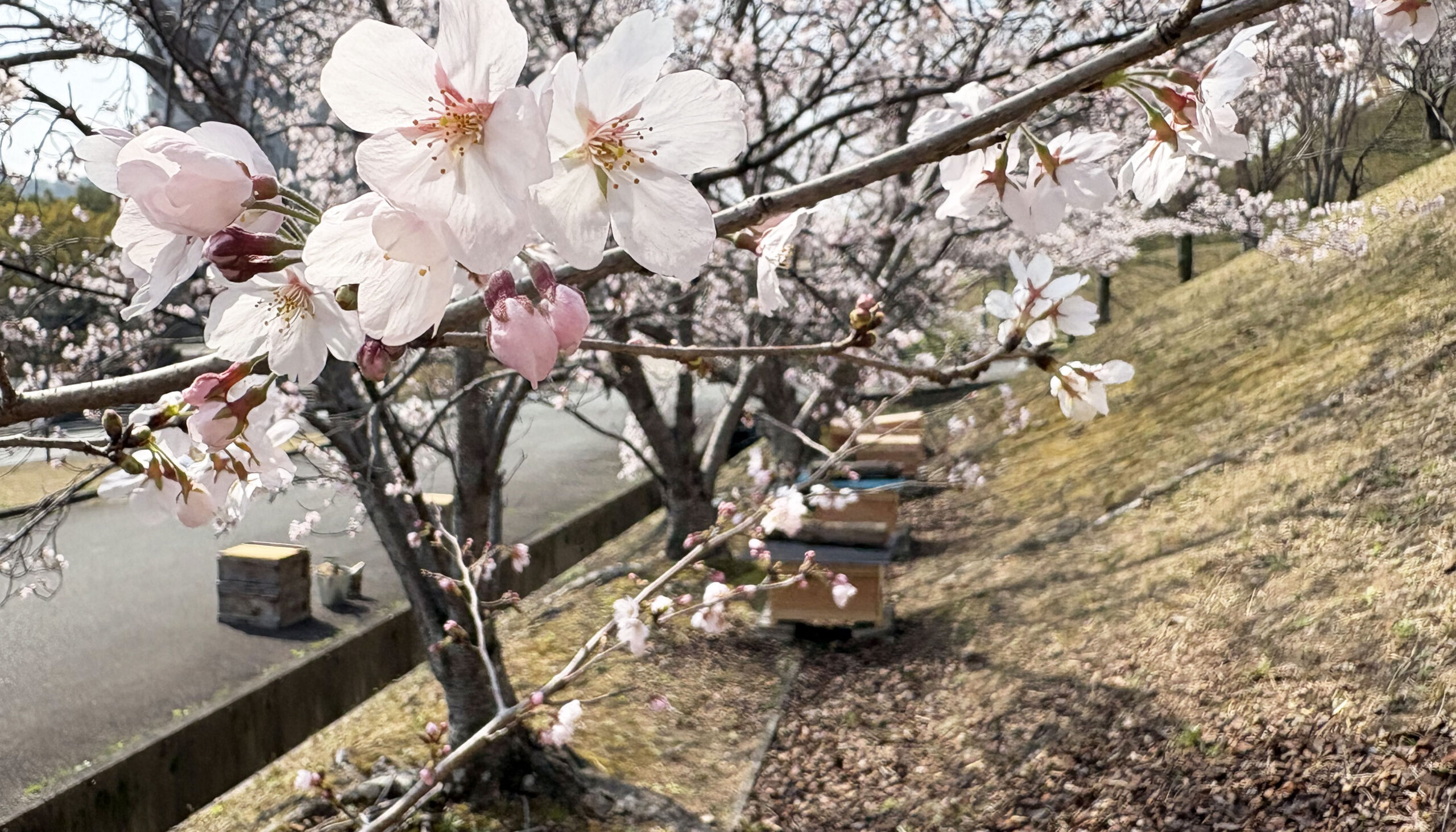 桜🌸ハニープロジェクト／ミツバチ引越し第2弾と3回目内検